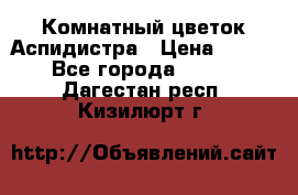 Комнатный цветок Аспидистра › Цена ­ 150 - Все города  »    . Дагестан респ.,Кизилюрт г.